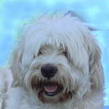 argi_portret.gif(19 kb)
